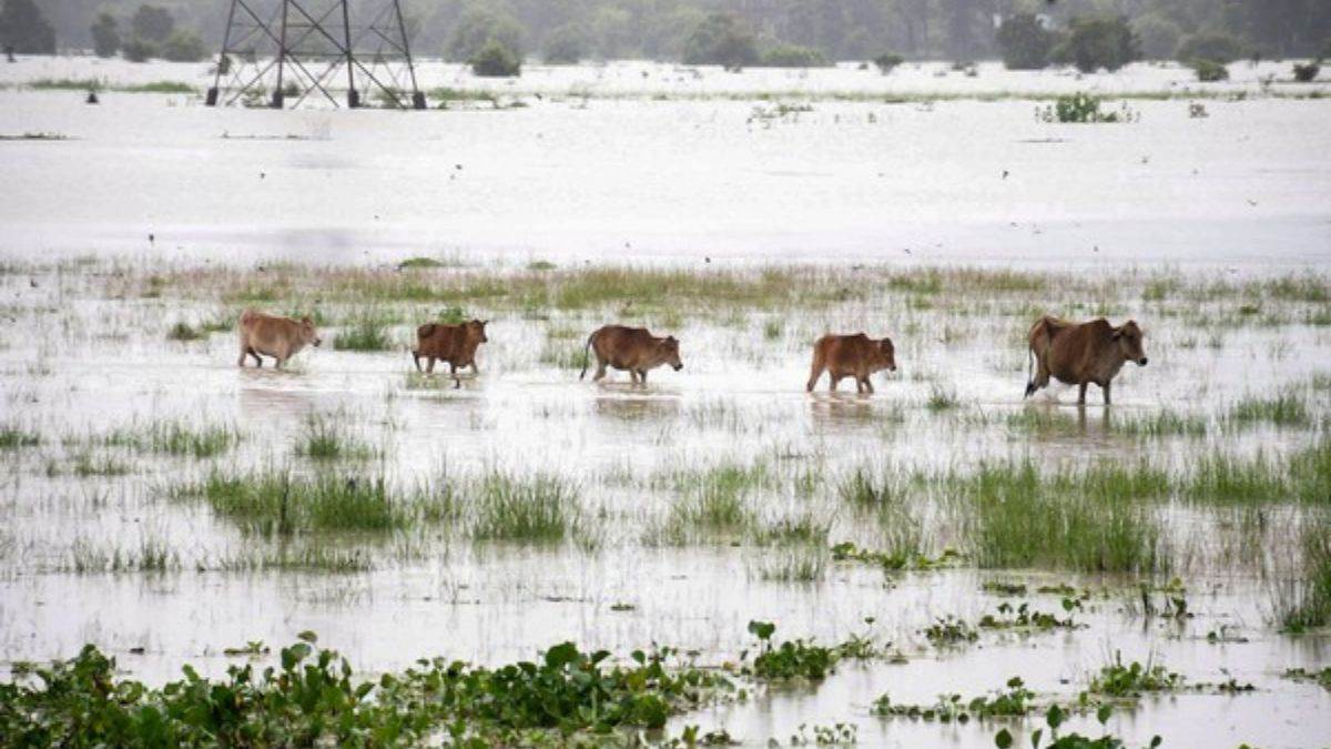 Assam Flood कजरग रषटरय उदयन म 92 जनवर क मत 95 क