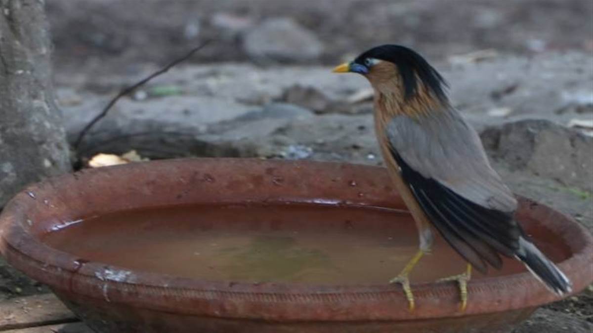 गर्मी में पक्षियों के लिए की जा रही दाना-पानी की व्यवस्था