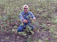 काले गेहूं, नीले आलू के बाद भिंडी का भी रंग हुआ लाल, इस शहर में हो रही खेती