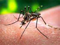 Dengue Fever: खतरनाक है डेंगू का D2 वैरिएंट, हो सकता है जानलेवा हैमरेज, ICMR ने दी चेतावनी