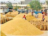 MP: गेहूं खरीदी का भुगतान नहीं, किसानों को बैंकों का कर्ज चुकाने की चिंता