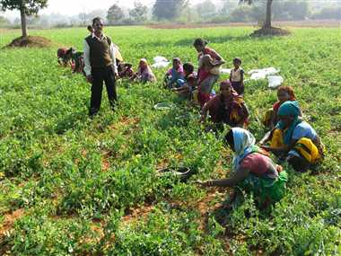 Pea cultivation changed fortunes
