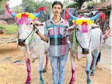 Pola festival celebrated with great pomp was a bull-run competition