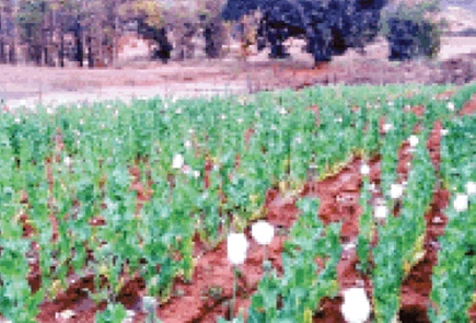 Two Arrested For Cultivation Of Opium Crop In Fields 3400 Bags Of Seized Plants