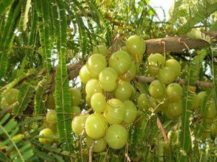 Amla Navami 2018: Maharshi Chayan got new age due to had this fruit