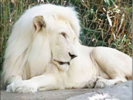 White Tiger Borrowed From Gujarat To Bhilai Zoo