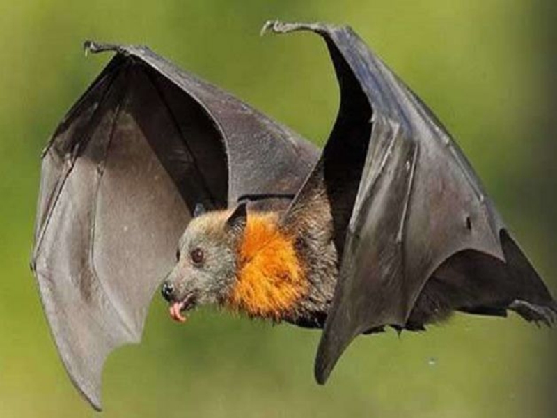 Chhattisgarh : गुफाओं में टूरिस्ट कैब का निर्माण, जंगलों में घट रही चमगादड़ों की संख्या - Number of Farmers Friend Bats Is decreasing in the Chhattisgarh forest