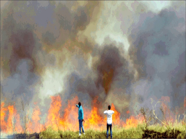 Homopal Fire Bhopal Fire : भूसा काटने की मशीन से निकली चिंगारी से खेतों में भड़की आग