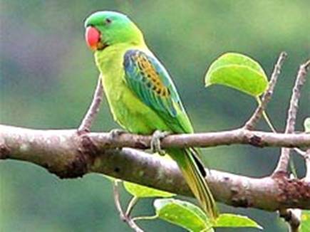 for birds and the animals are in trouble because of the explosion of firecrackers for birds and the animals are in trouble because of the explosion of firecrackers