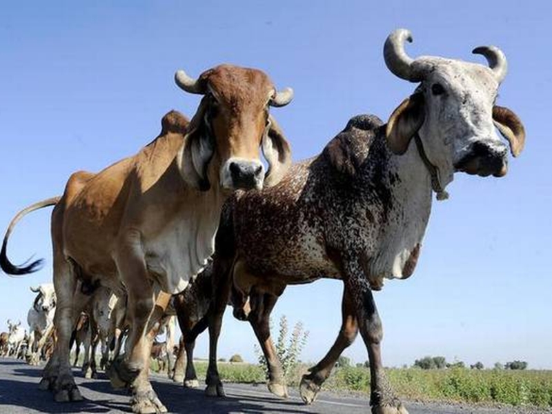 OMG : भारत-बांग्लादेश सीमा पर अब गायों के गले में बम बांधकर तस्करी