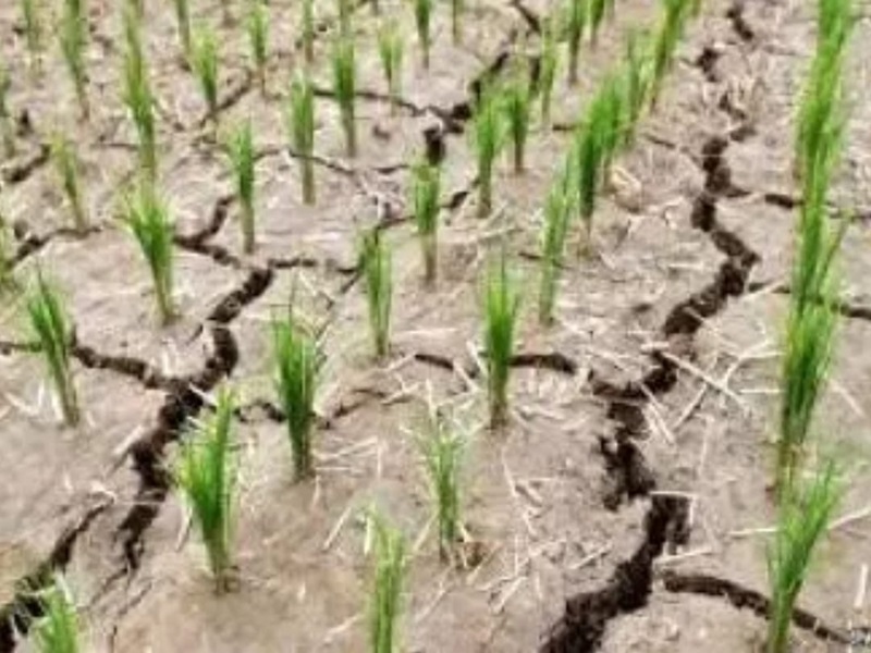 Weather report : Drought in 7 districts and 53 tehsils in chhattisgarh