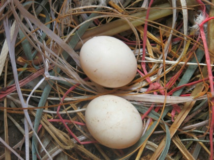 kabootar egg