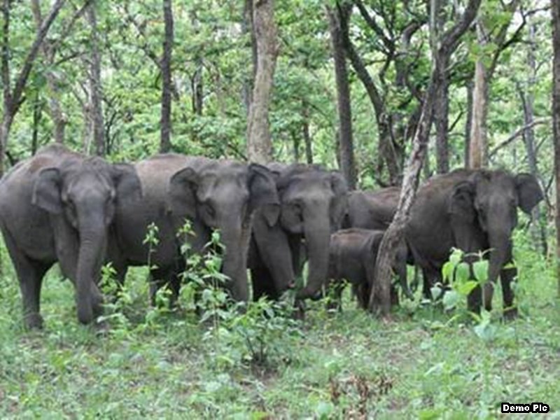 Chhattisgarh Cabinet Stamp on countrys first Elephant reserve Lemru