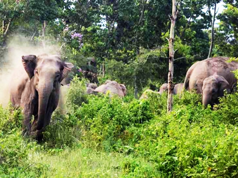 Umaria News: Umaria News : साथियों की खुशबू खींच रही जंगली हाथियों को  मदमस्त होकर कर रहे टाइगर रिजर्व में चहलकदमी - Naidunia.com