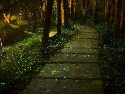 Purushwadi a village full of fireflies in Maharashtra