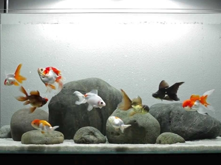 Fish Aquarium A Best Remedial Measure For Vastu Defect And Bring Health Wealth In Home