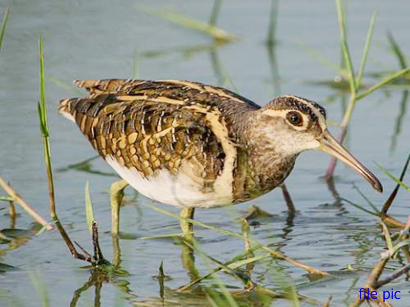rare bird greater painted snipe appeared in dalpat sagar rare bird greater painted snipe appeared in dalpat sagar
