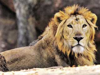 भारतीय शेरों के संरक्षण के लिए आगे आया ब्रिटेन