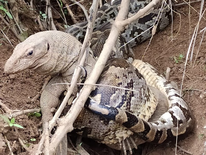 जब अजगर और गोह के बीच ठन गई लड़ाई, फिर इस तरह हुआ अंत - Fight between ...