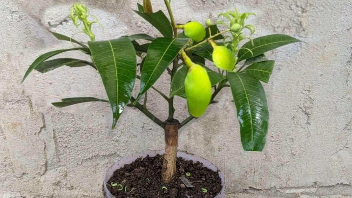 घर में फलदार पेड़ लगाना शुभ या अशुभ, पढ़ें क्या कहता है वास्तु शास्त्र