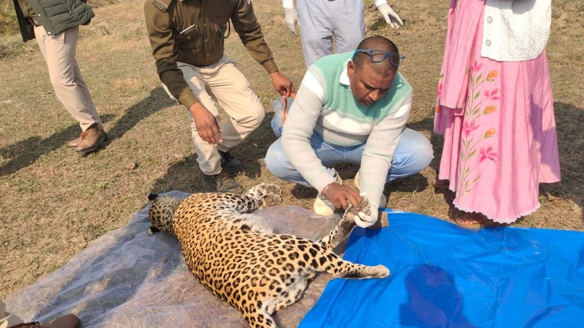 बालाघाट से बुरी खबर: साल के पहले दिन मादा तेंदुए का शव मिला, सिर व पेट में मिलीं चोट