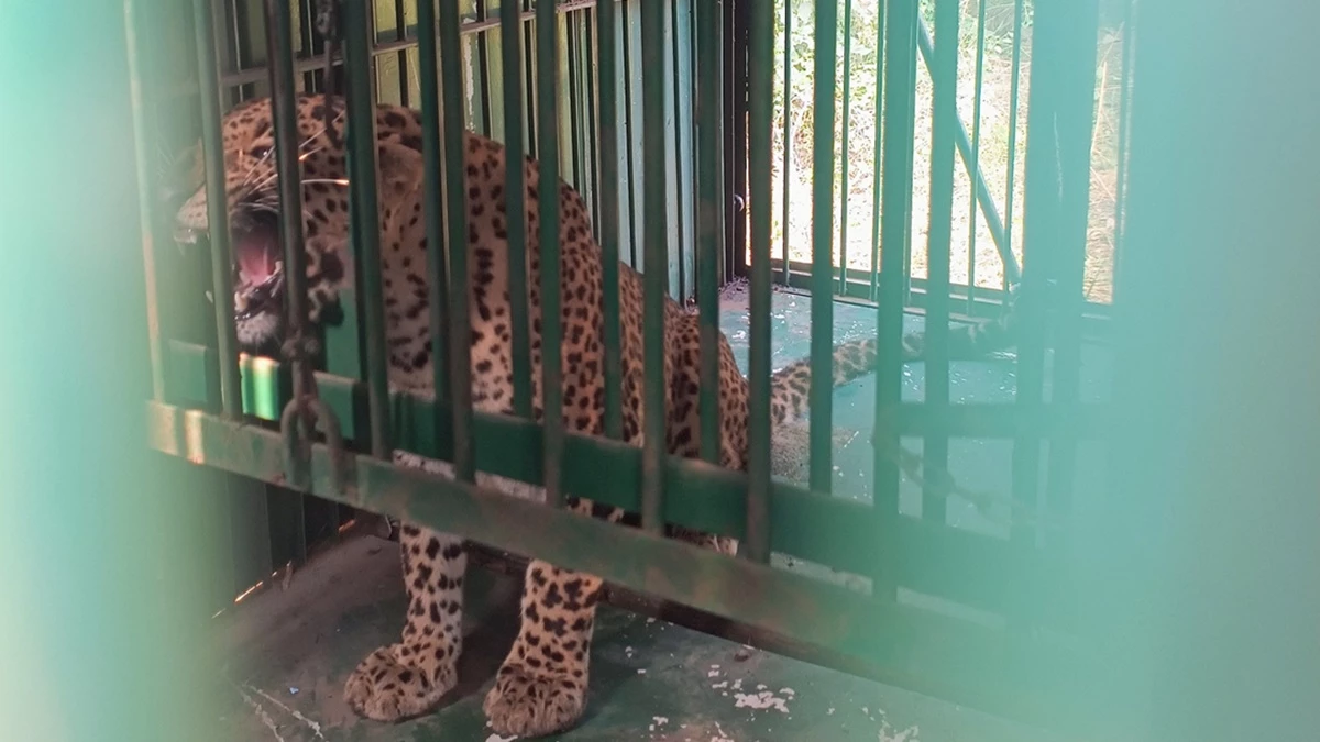 कटनी जिले में 10 साल के बच्चे को उठाकर ले जाने वाले तेंदुए को वन विभाग ने लालच देकर पकड़ा