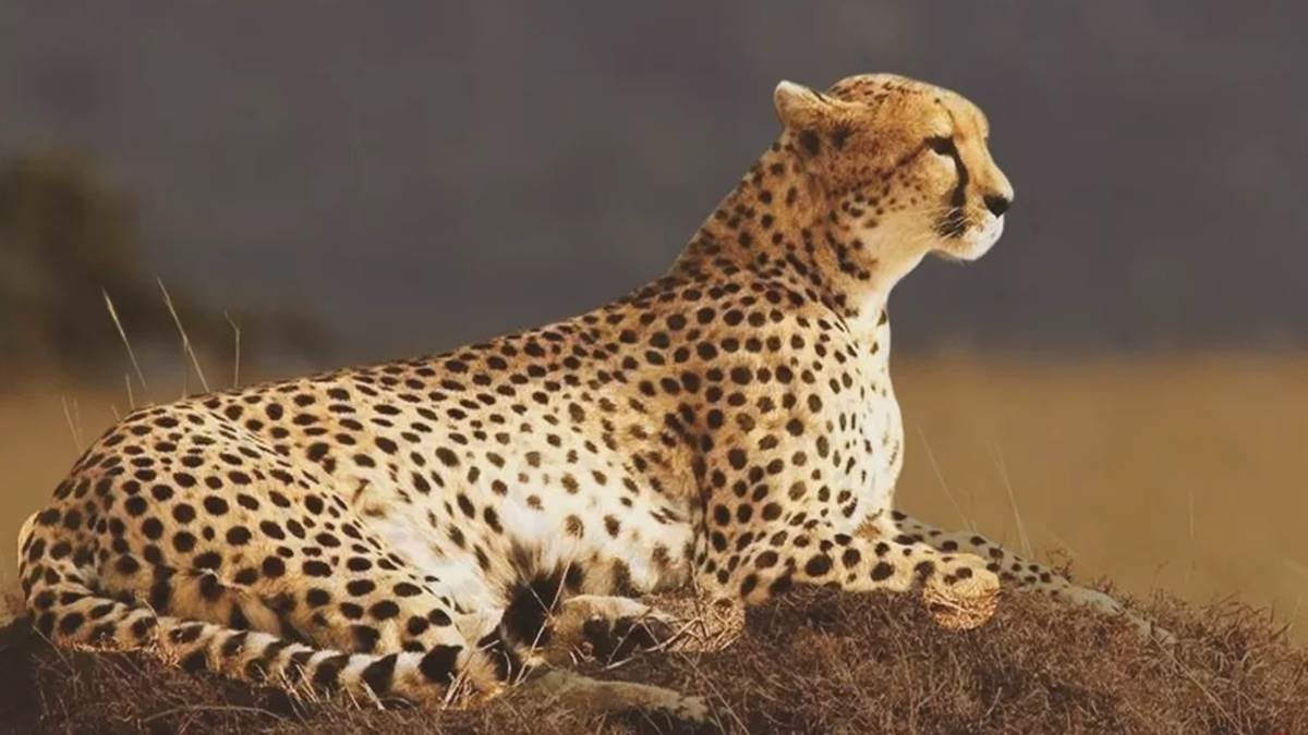 Cheetah Project in MP : पशु विज्ञानियों की टीम ने कूनों में देखी दक्षिण अफ्रीका से आने वाले चीतों की तैयारी