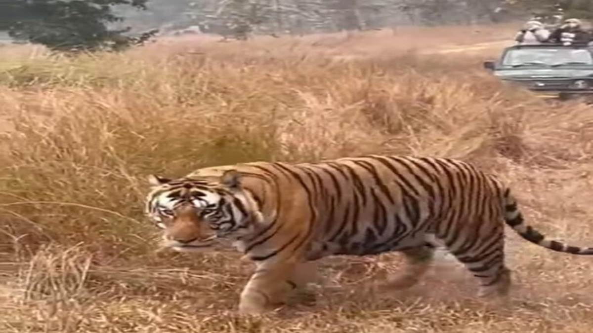 Panna News :पन्ना टाइगर रिजर्व को बाघों से आबाद करने वाली बाघिन टी-1 की मौत
