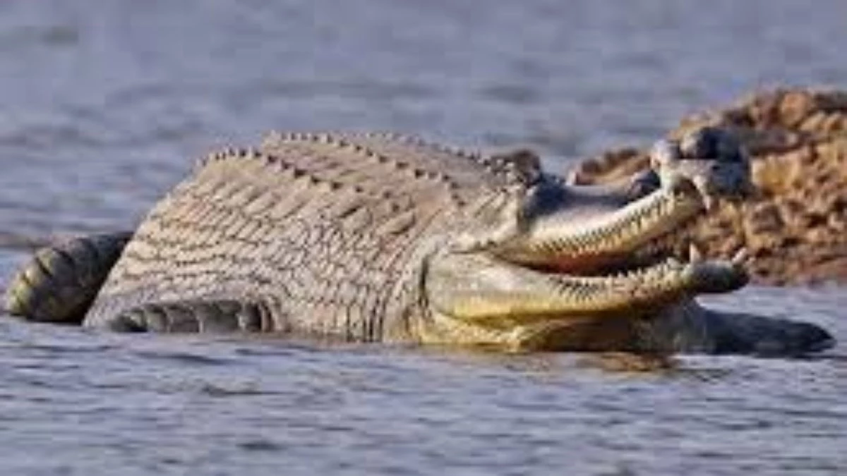 राष्ट्रीय चंबल अभयारण्य में घड़ियालों के घोंसलों बचाने के लिए चंबल का सर्वे कराएगी मध्य प्रदेश सरकार