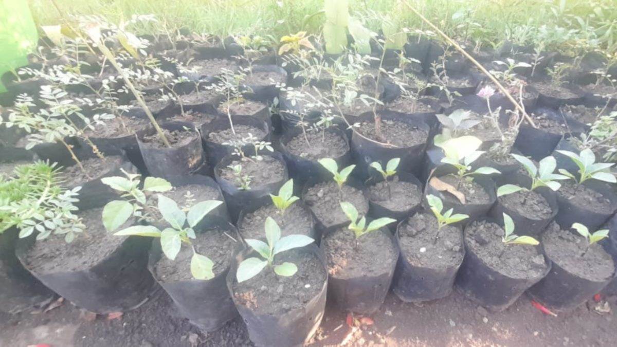Bhopal News भोपाल में होगी मुलेठी की खेती बनेंगे पीलिया व अल्सर जैसी