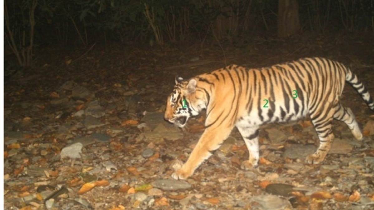 Balrampur News: कैलाशपुर में बाघ ने किया जंगली सूअर का शिकार,पूरे क्षेत्र में दहशत