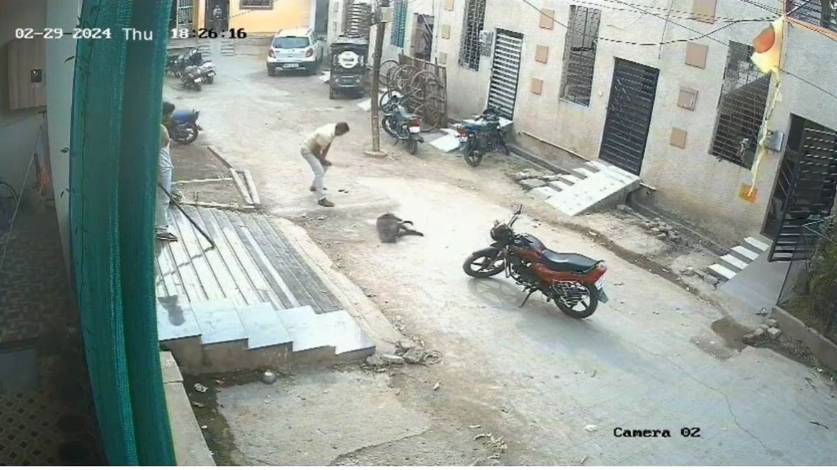 Ujjain News: उज्जैन में स्ट्रीट डॉग के साथ निर्दयता, डंडों से अधमरा होने तक पीटा, डॉग लवर्स ने किया रेस्‍क्‍यू