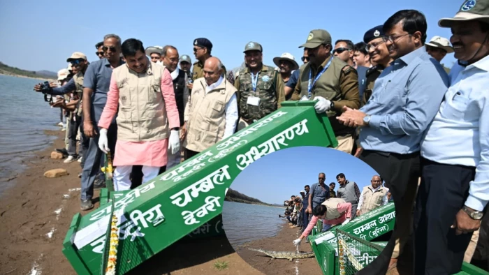 चीतों के बाद अब कूनो में घड़ियालों का 'राज', सीएम ने प्राकृतिक आवास में छोड़े 53 घड़ियाल; पर्यटन को मिलेगी नई रफ्तार