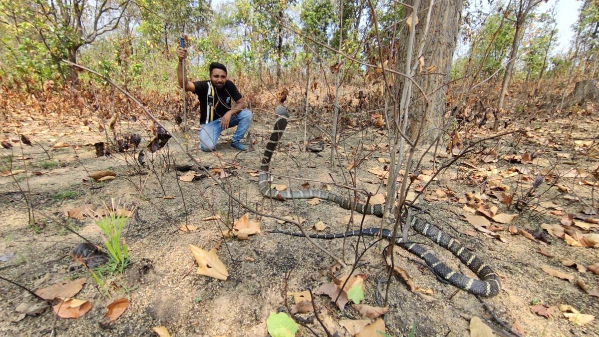 King cobra video: कोरबा वन मंडल के ग्राम छुई डोंढा में मिला 11 फीट लंबा विषधर किंग कोबरा