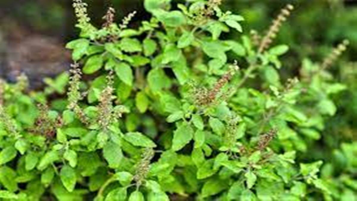 Medicinal plants पीपल, वट और तुलसी औषधि, 20 घंटे देते हैं आक्सीजन