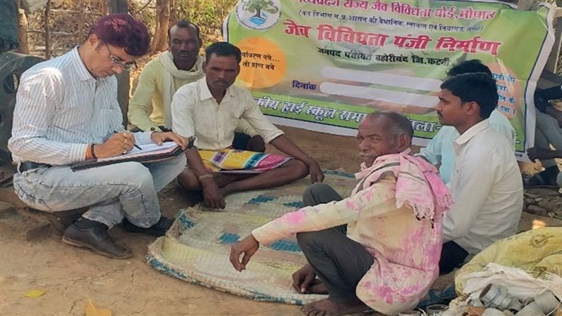Katni Information : कटनी में चार के पेड़ आदिवासियों की जीविका का बनेंगे साधन