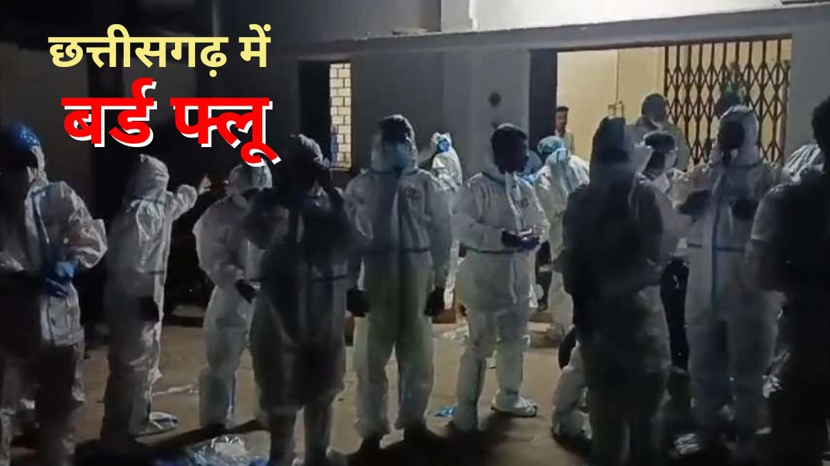 Bird Flu in CG: छत्तीसगढ़ के कोरिया में फैला बर्ड फ्लू, नष्ट किए गए 35 हजार अंडे और चूजे