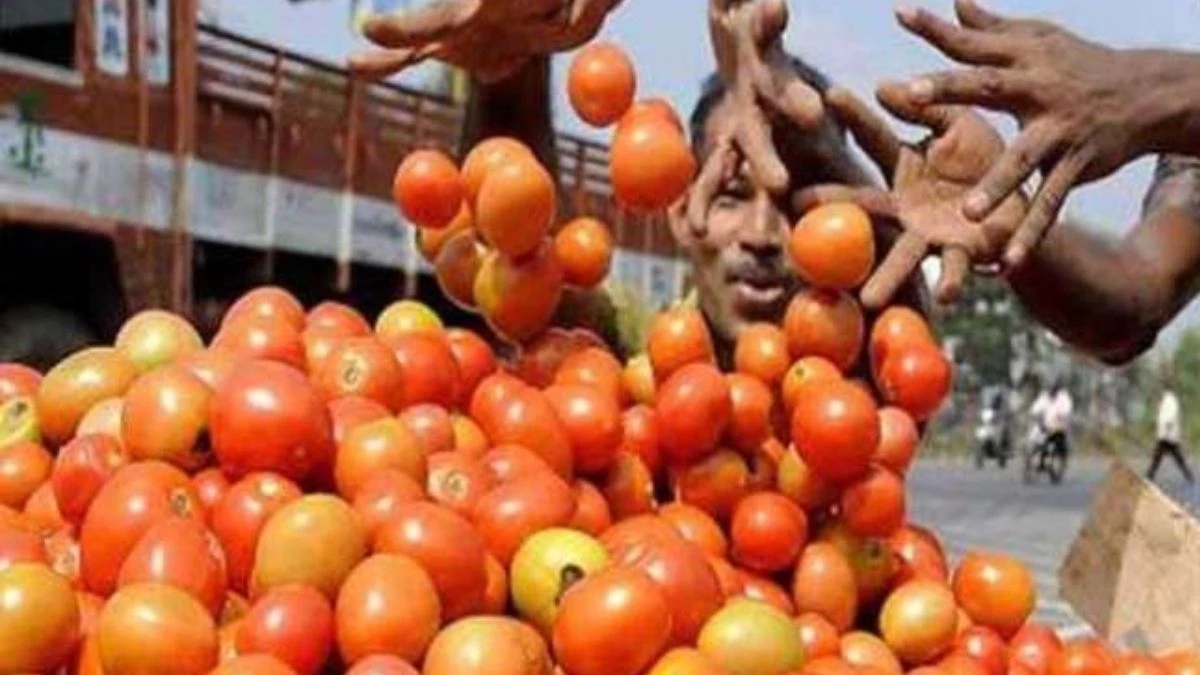 Tomato Rates: ‘खेतों में लगे हैं टमाटर, जिसको जितना चाहिए फ्री में ले जाओ’… एमपी में किसानों ने क्यों करवाया यह एलान