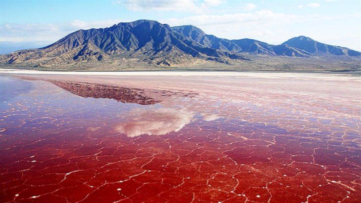 इस झील को छूते ही पत्थर बन जाते हैं जीव, क्या है लेक नेट्रॉन का खौफनाक सच?