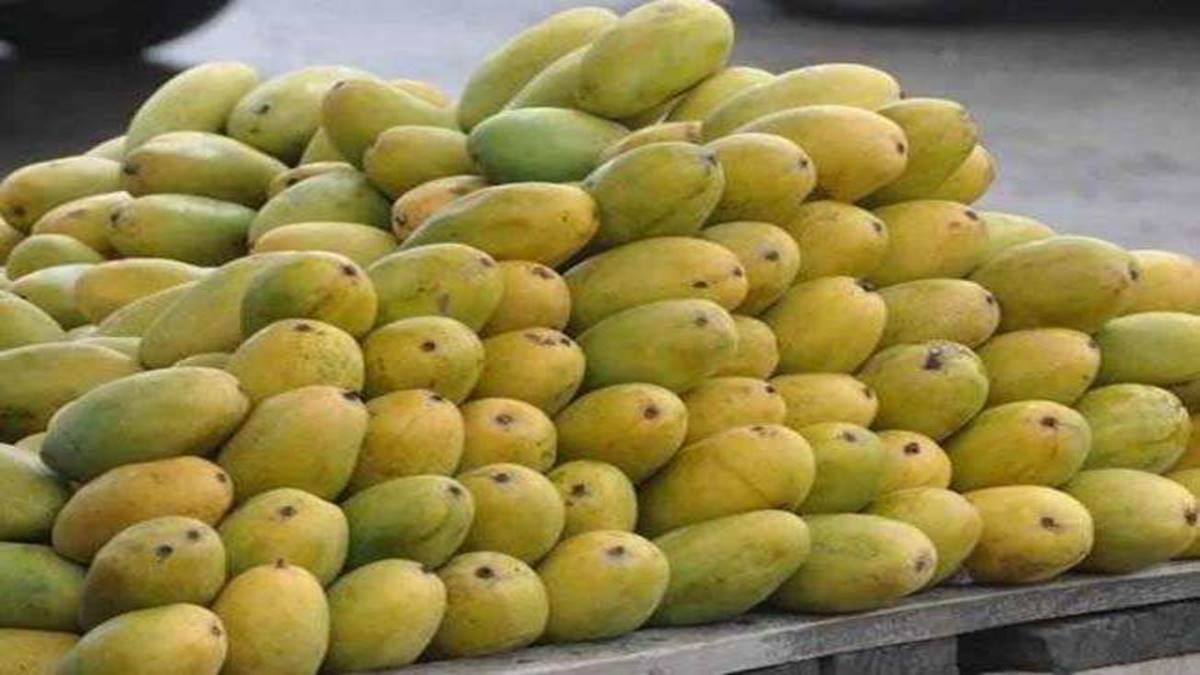 Dussehri Mango: इंदौर में उत्तर प्रदेश से दशहरी आम की आवक शुरू, बाजारों में  अब आएगा नजर - Dussehri mangoes start arriving from Uttar Pradesh in Indore  will now be seen in