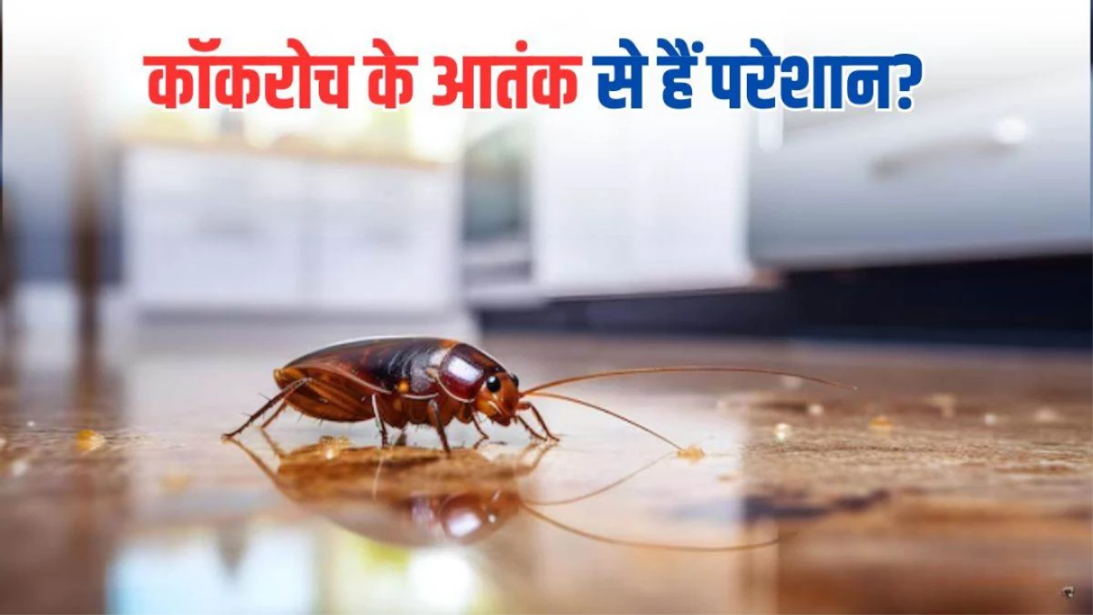 घर में कॉकरोच का आतंक? अपनाएं ये घरेलू और आसान तरीके, जड़ से होगा सफाया