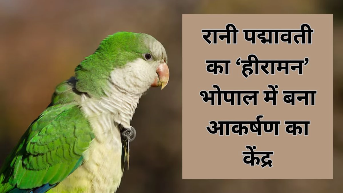 MP News: रानी पद्मावती का ‘हीरामन’ तोता साइंस म्यूजियम में बना आकर्षण का केंद्र, पूरी दुनिया में Alexandrine Parakeet के नाम से मशहूर