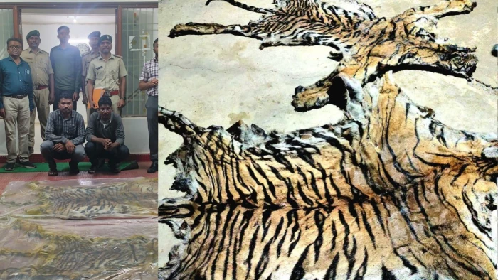 छत्तीसगढ़: दो बाघों की खाल और 13 मूंछों के साथ अंतर्राज्यीय तस्कर गिरोह के दो आरोपी गिरफ्तार