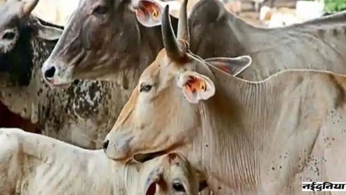 रायपुर-बिलासपुर NH 130 पर अज्ञात वाहन ने 22 मवेशियों को कुचला, 18 की मौत