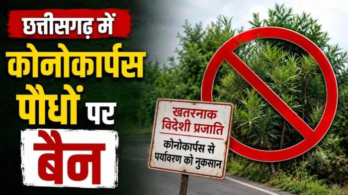 छत्तीसगढ़ में 'पर्यावरण के दुश्मन' कोनोकार्पस पर बैन, राज्य सरकार का बड़ा फैसला, रोपण और बिक्री पर तुरंत रोक