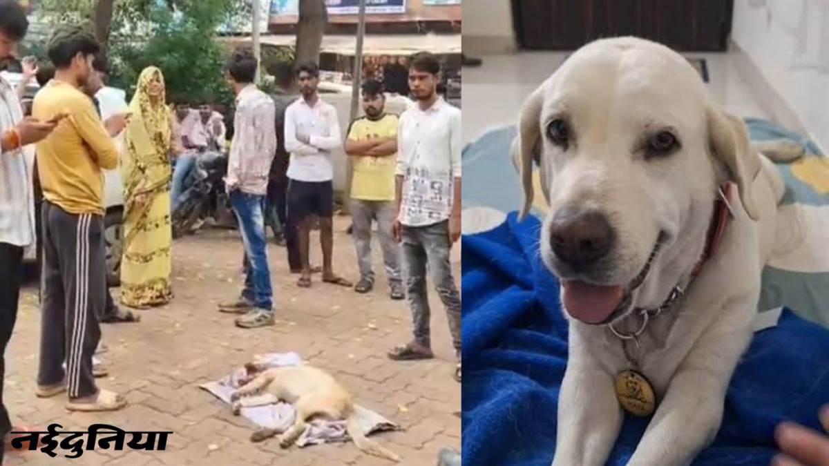 शिवपुरी में हैवानियत: प्लाट में घुसने पर पालतू लेब्रा डॉग को पीट-पीटकर मार डाला, शव थाने में रखकर प्रदर्शन; 2 पर FIR दर्ज
