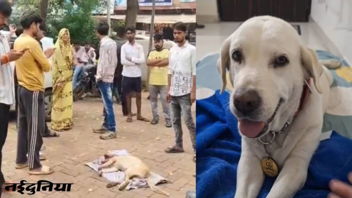 शिवपुरी में हैवानियत: प्लाट में घुसने पर पालतू लेब्रा डॉग को पीट-पीटकर मार डाला, शव थाने में रखकर प्रदर्शन; 2 पर FIR दर्ज
