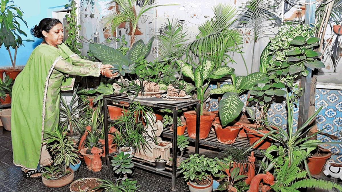 Gwalior News अकेलापन दूर करने छत पर बनाया 2000 पौधों का परिवार