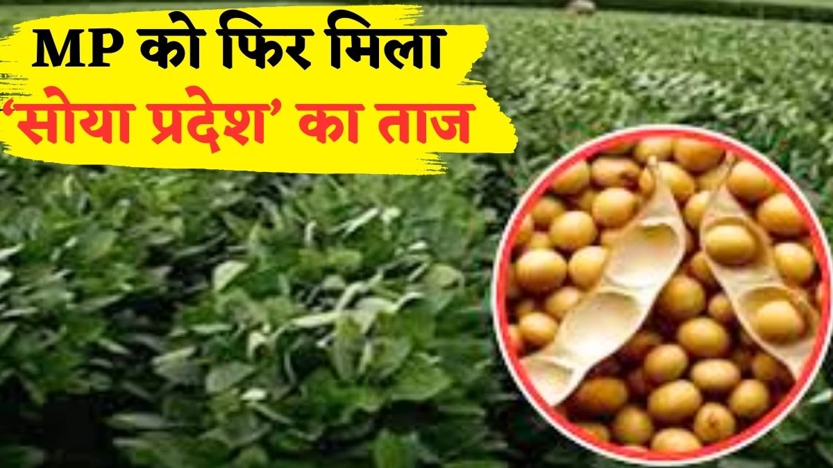 MP को फिर मिला “सोया प्रदेश” का ताज, उत्पादन में महाराष्ट्र और राजस्थान को छोड़ा पीछे
