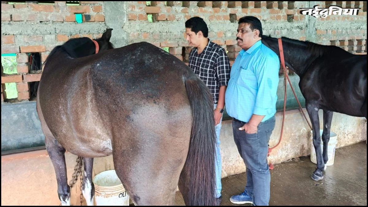जबलपुर में 19 घोड़ों की मौतों का मामला, मालिक और कंपनी पर पशु क्रूरता का केस दर्ज